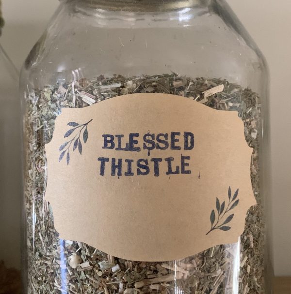 Blessed Thistle