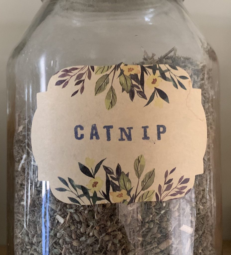 Catnip