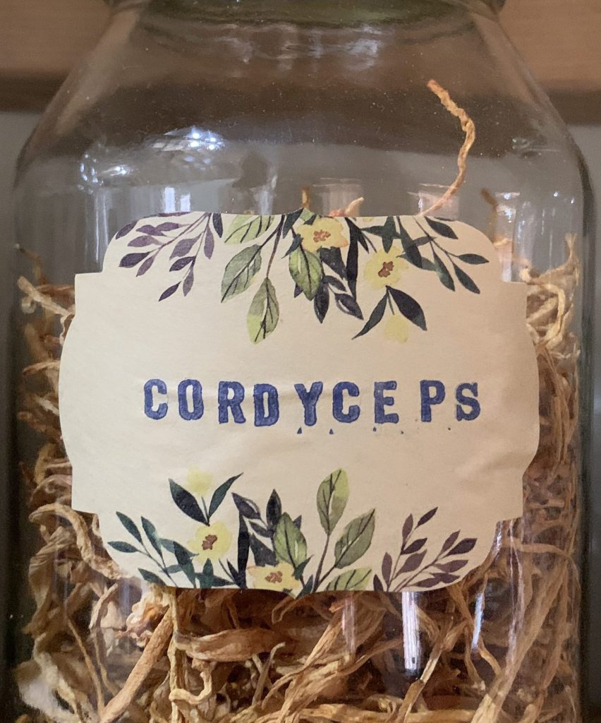 Cordyceps