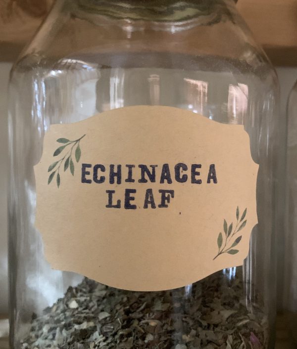Echinacea Leaf