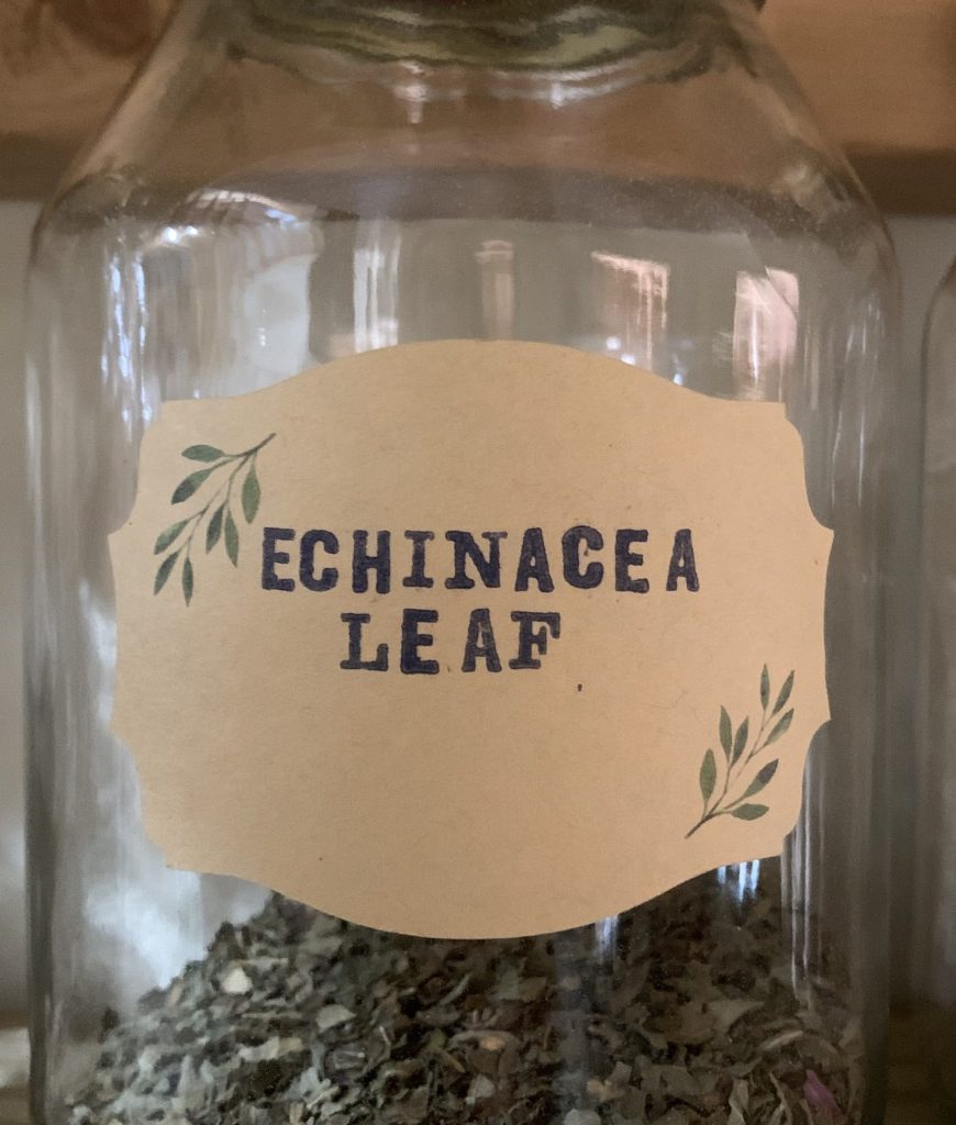 Echinacea Leaf