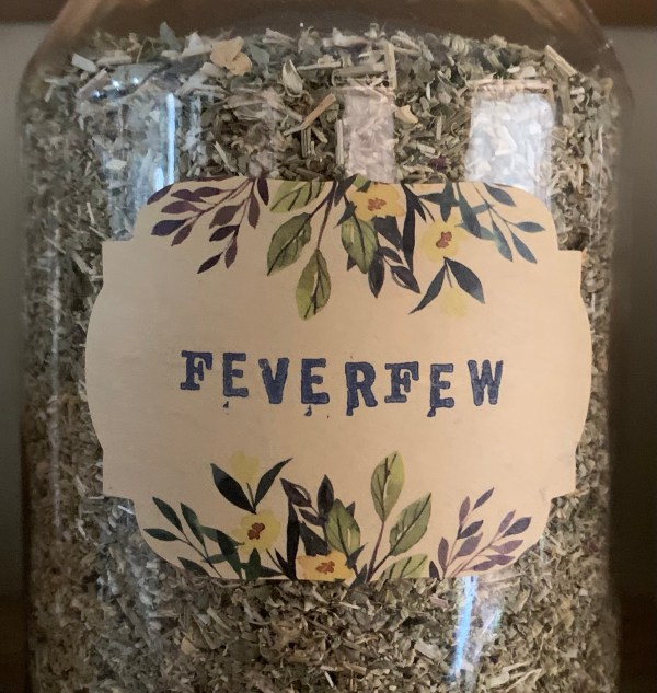 Feverfew