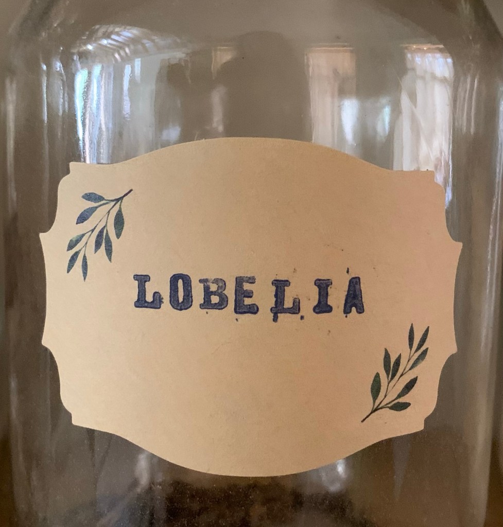 Lobelia