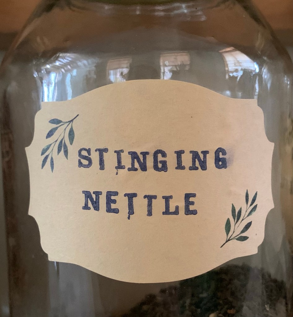 Stinging Nettle