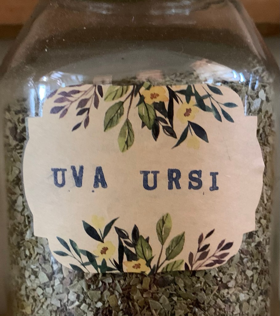 Uva Ursi